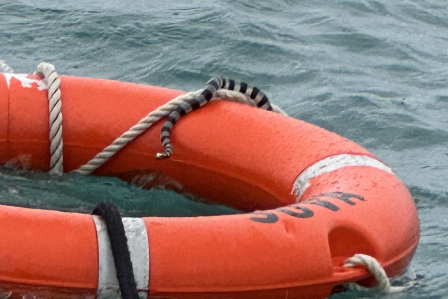 Sea Snake