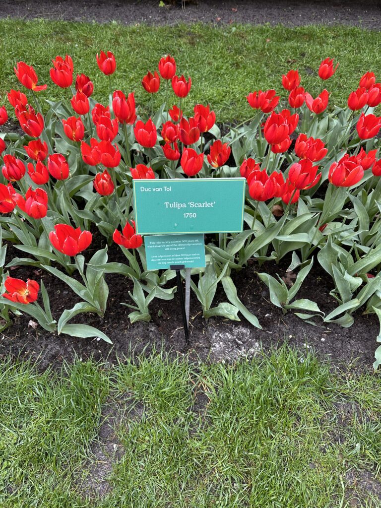 Old Tulips
